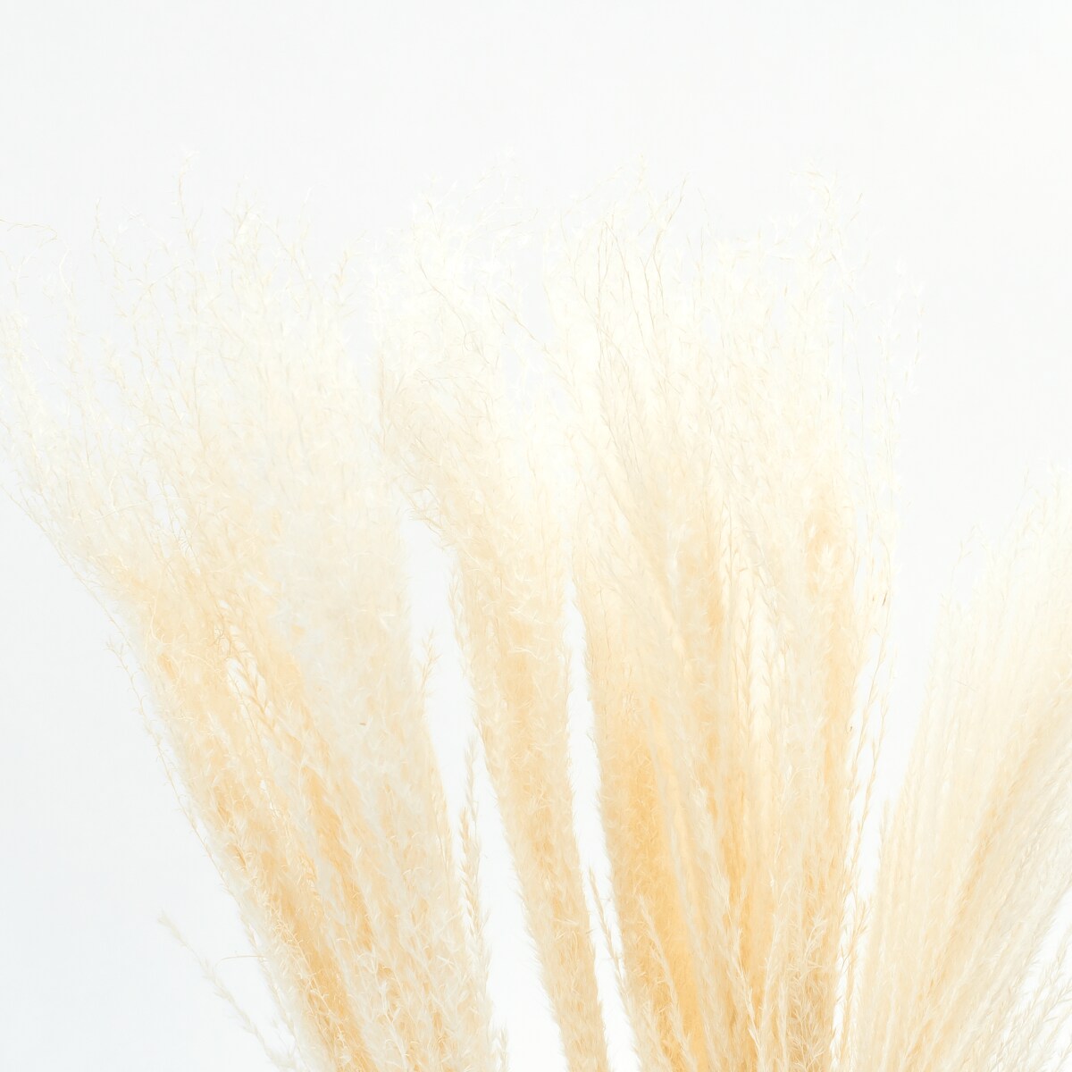 Miskant biały suszony 10 szt. - suszone trawy