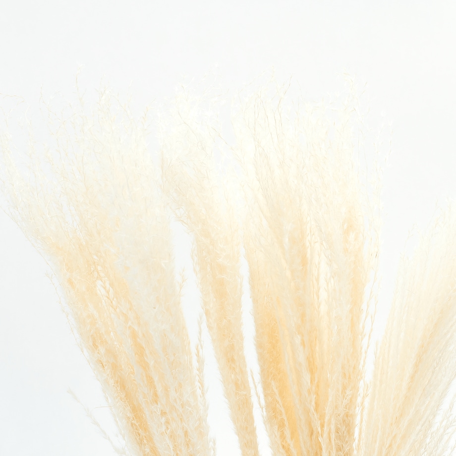 Miskant biały suszony 10 szt. - suszone trawy