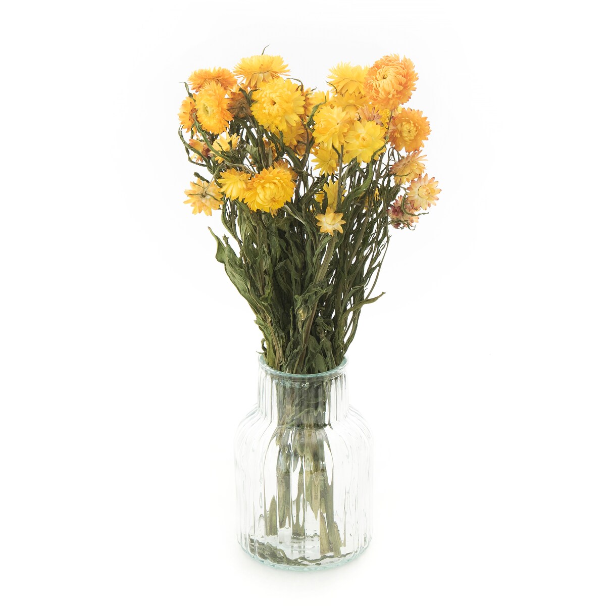 Suszona Kocanka Żółta