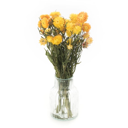 Suszona Kocanka Żółta