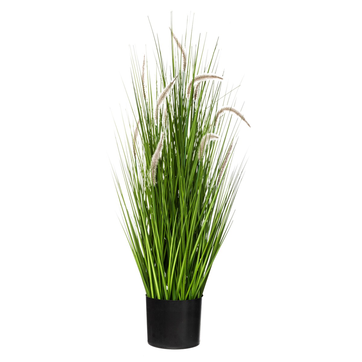 Bukiet kocimiętki w doniczce, wys. 100 cm