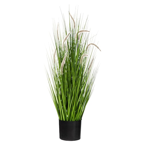 Bukiet kocimiętki w doniczce, wys. 100 cm