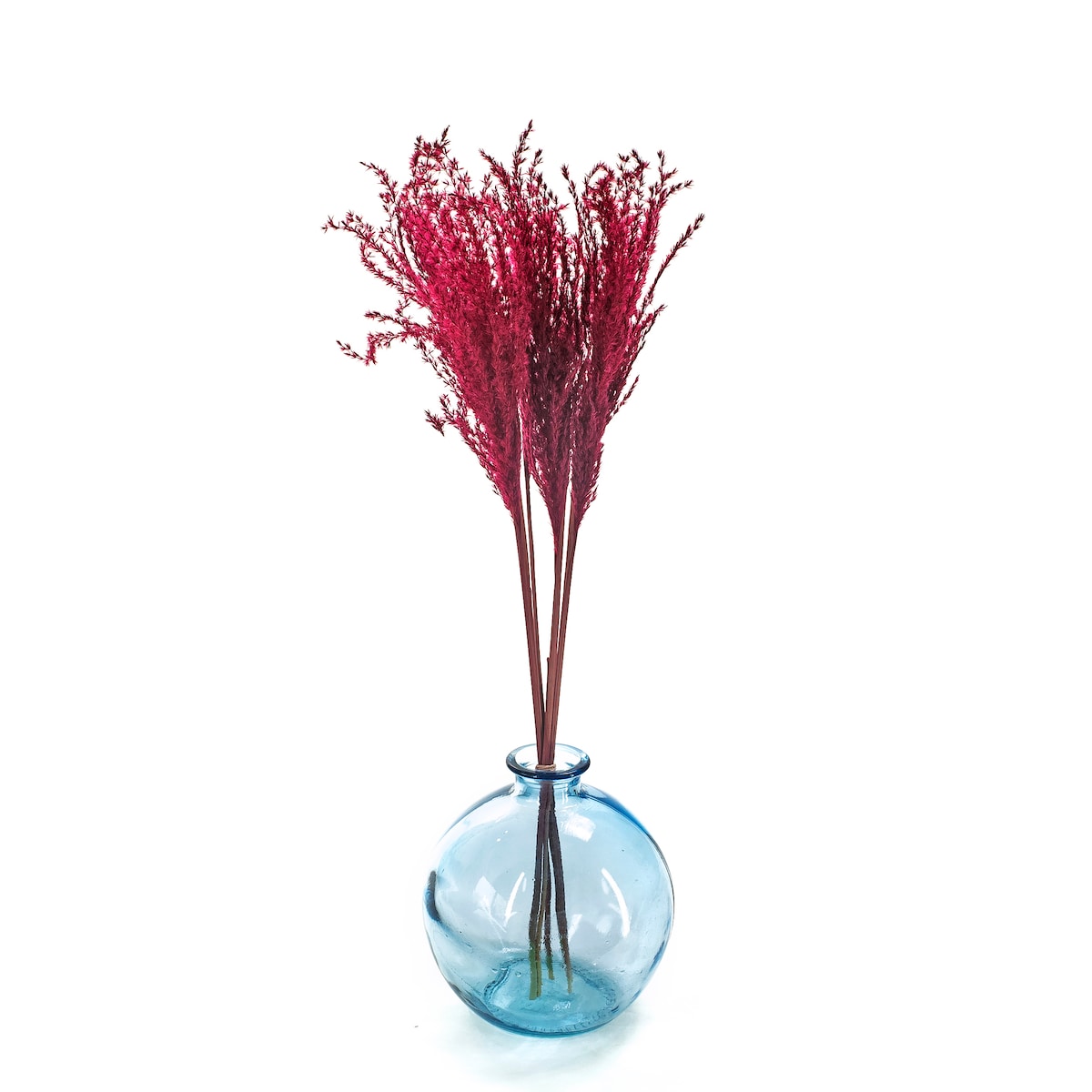 Miskant burgundowy suszony 5 szt. - suszone trawy