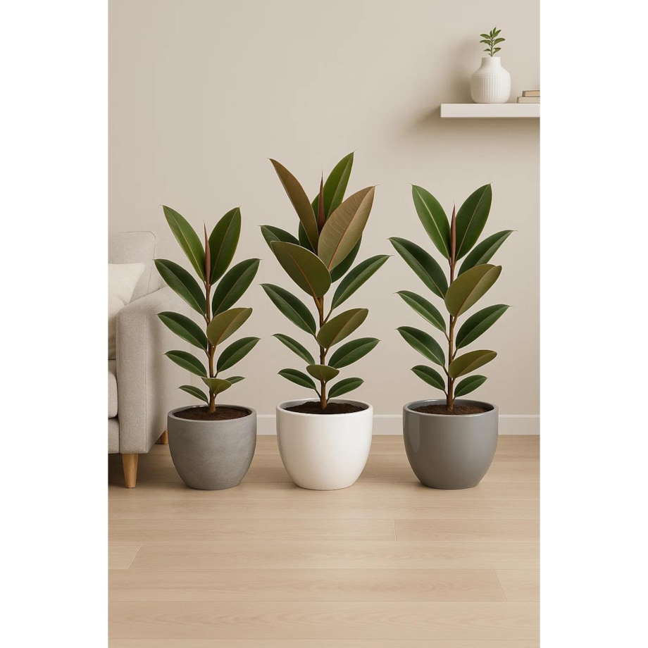 Fikus sprężysty Robusta– doniczka Ø 17 cm – wysokość 55 cm