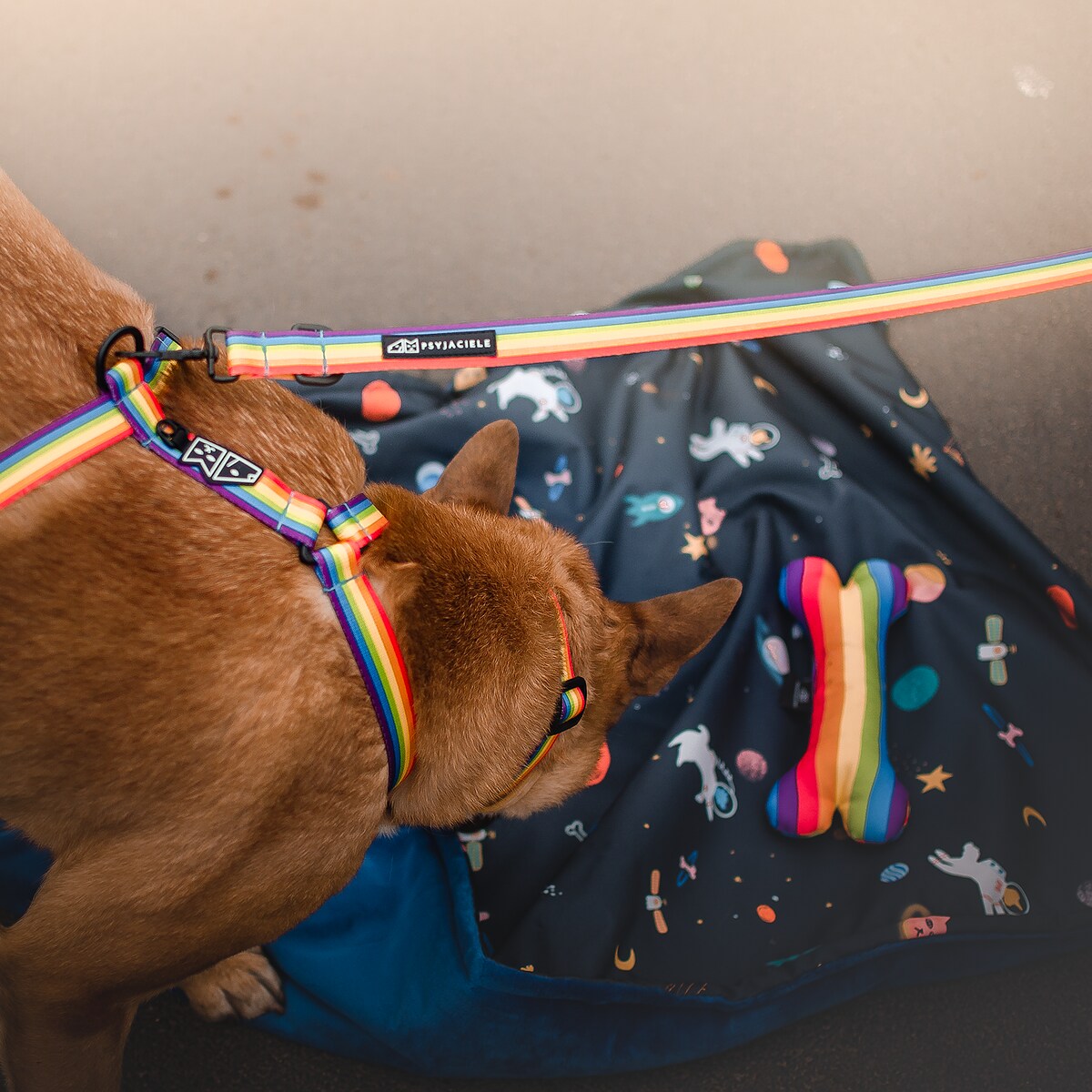 Smycz przepinana z amortyzatorem dla psa lub kota "Miłość, równość, gryzaki" - Szerokość taśmy: 25mm, Rozmiar: M oraz Rodzaj: Mały karabinek