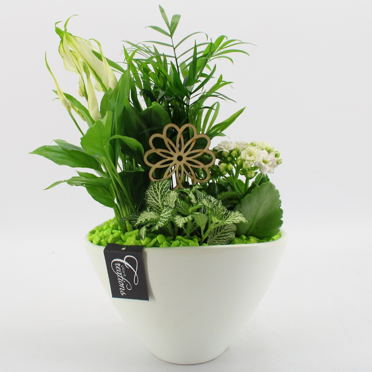 Kompozycja roślinna | ceramiczna doniczka Ø 21 cm | wysokość ok. 40 cm