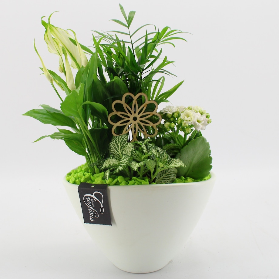 Kompozycja roślinna | ceramiczna doniczka Ø 21 cm | wysokość ok. 40 cm