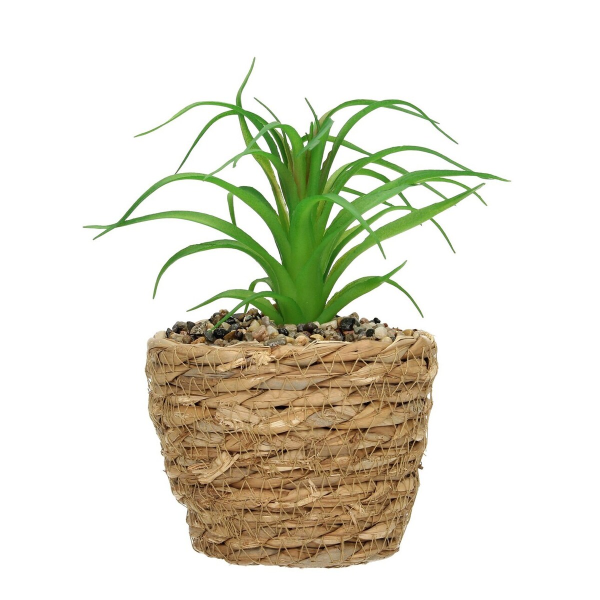 Dekoracja Tree Aloe 20cm, 12 x 12 x 20 cm