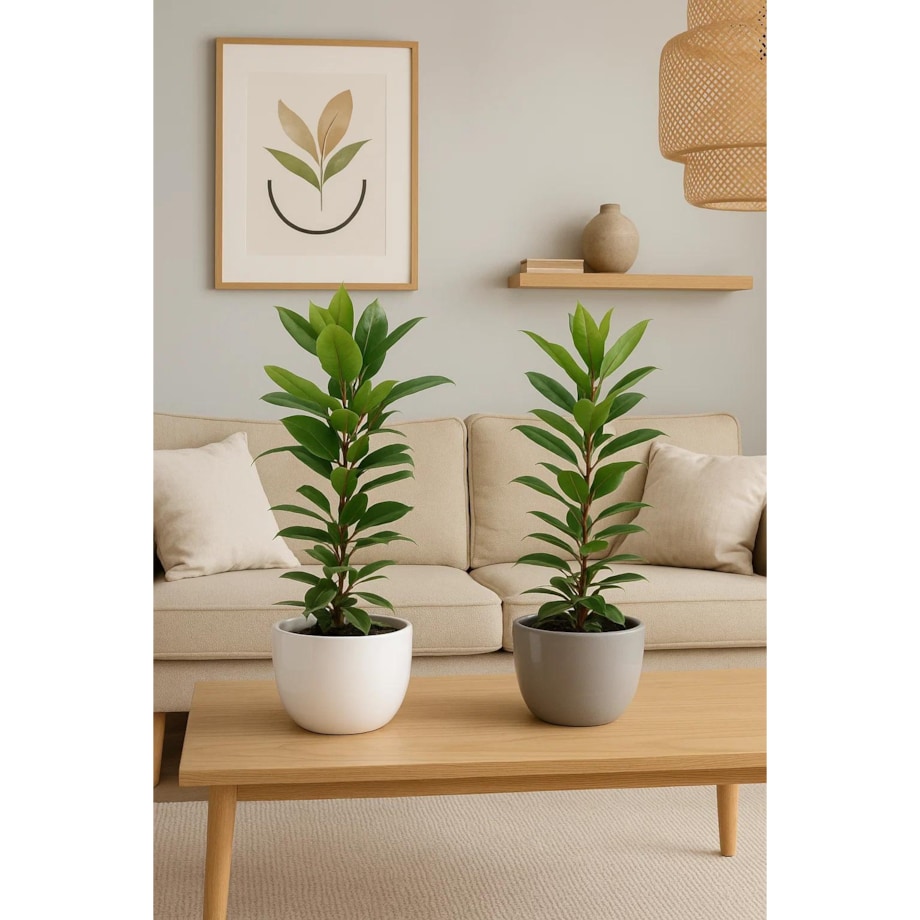 Ficus cyathistipula Compacta| Doniczka Ø 17 cm | Wysokość ok. 70 cm