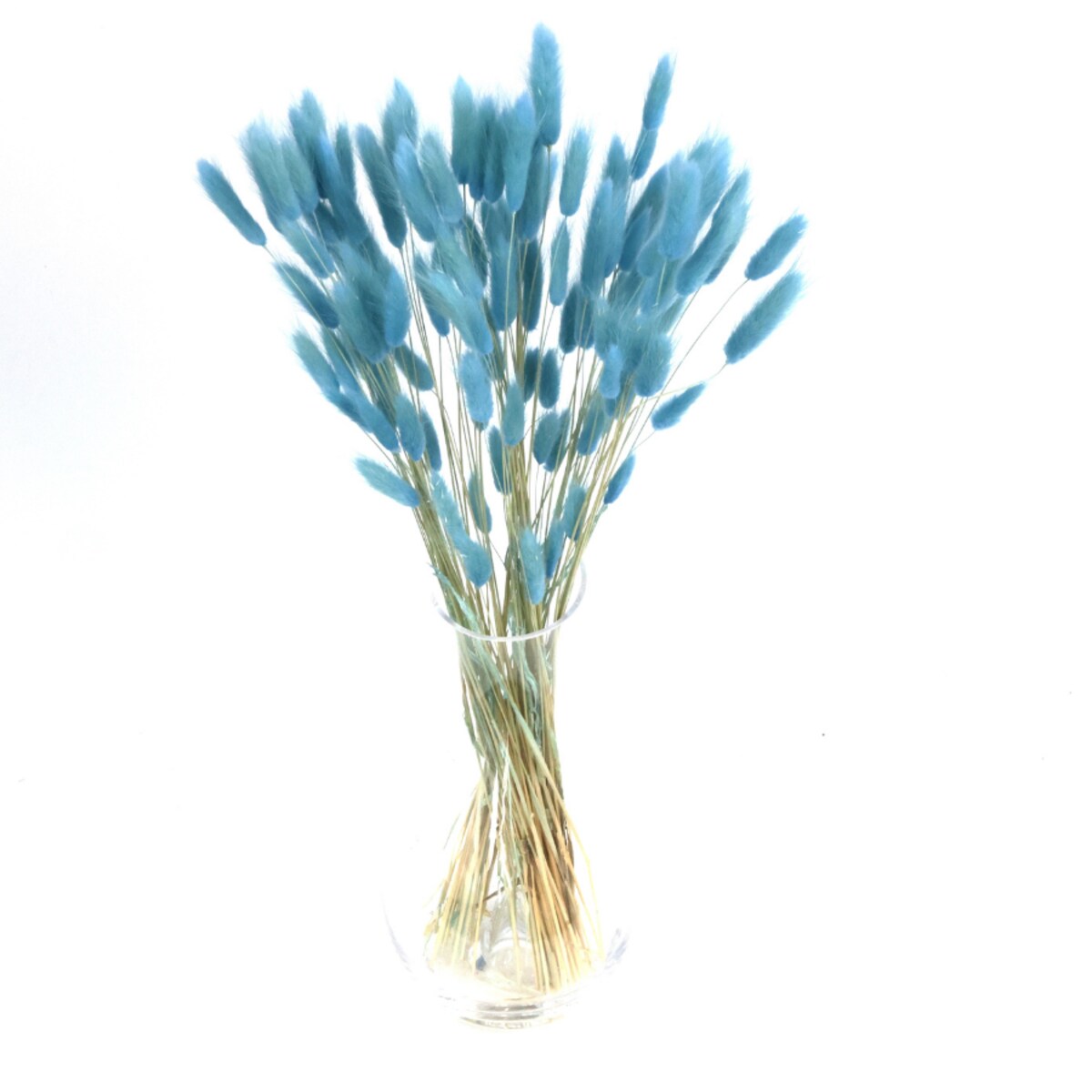 lagurus suszony niebieski