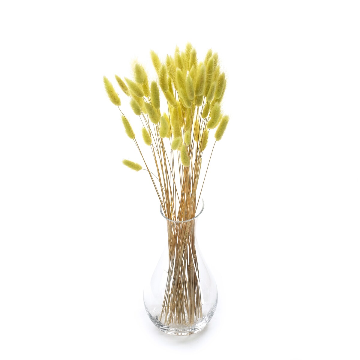 Lagurus suszony pistacjowy - dmuszek jajowaty - 70 szt.