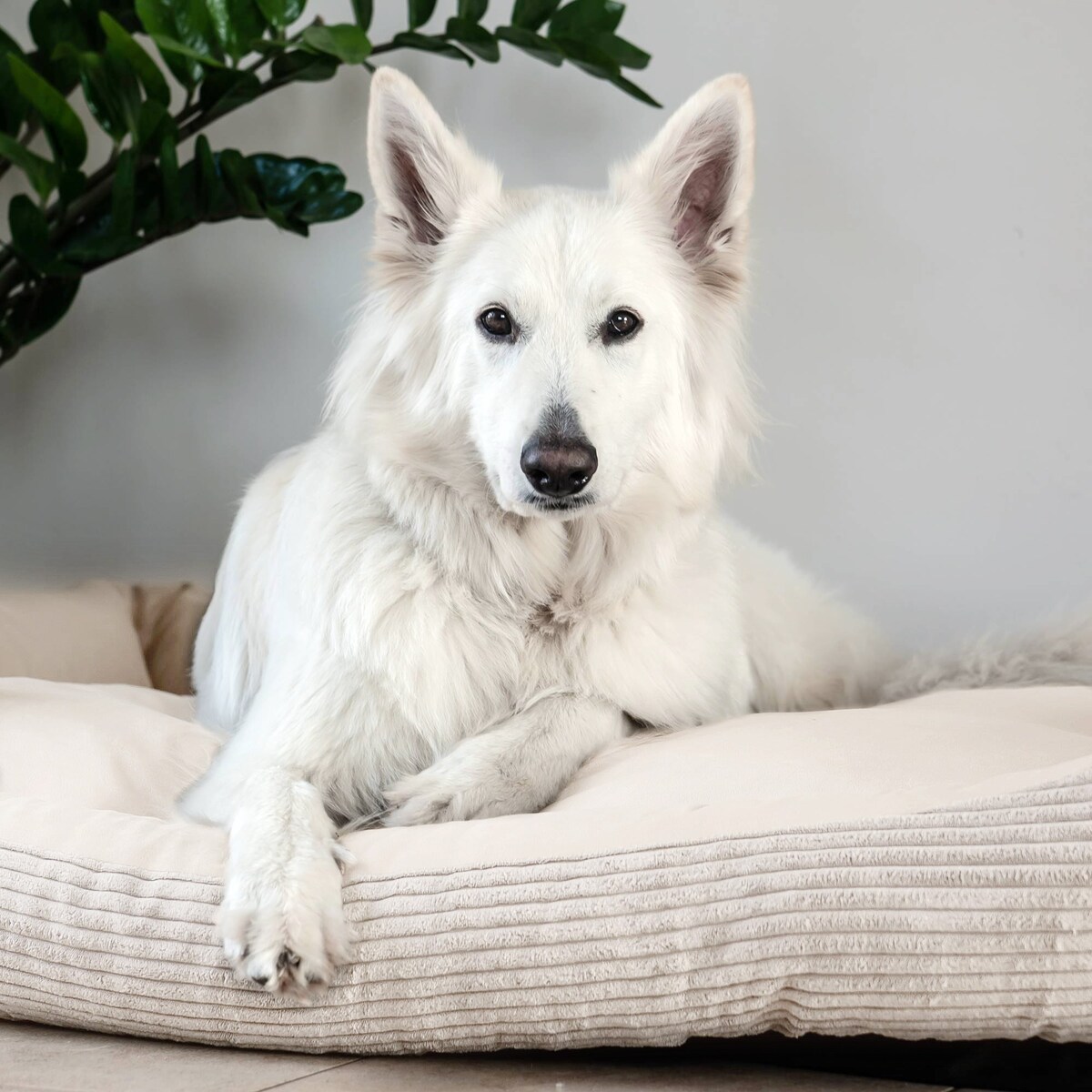 Sztruksowe legowisko dla psa MOLLY, 60x40 cm, Beż