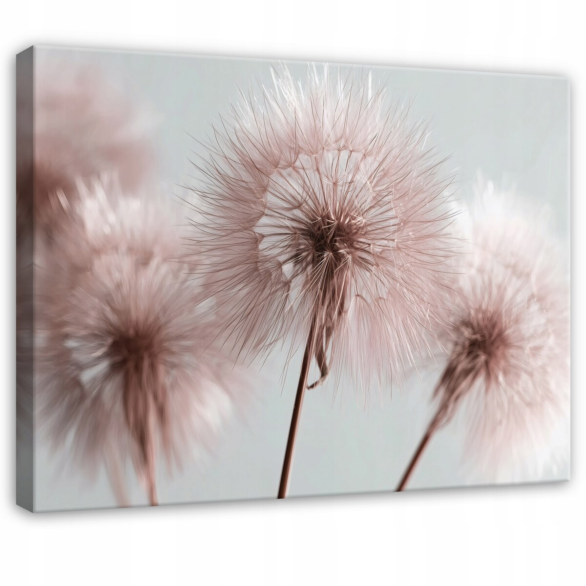 Obraz Do Sypialni Salonu Na Płótnie Dmuchawce Natura Różowy 120x80