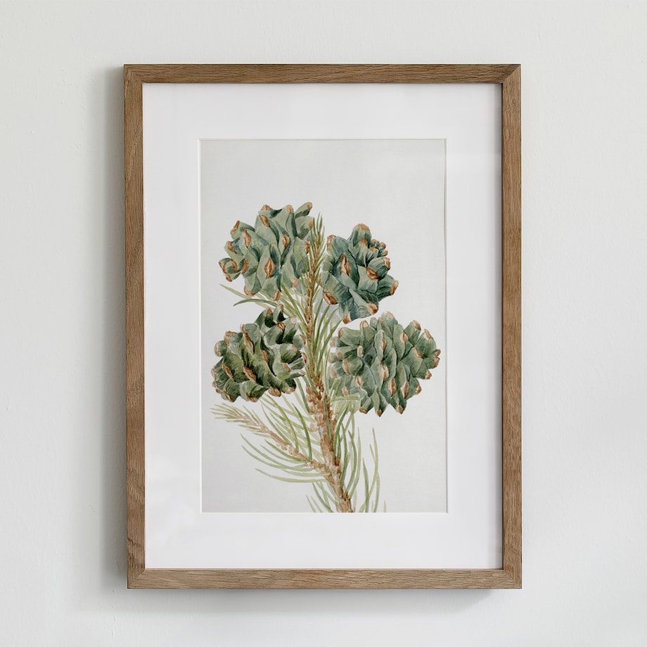 Plakat Gałązka Sosny z Szyszkami 21x30cm