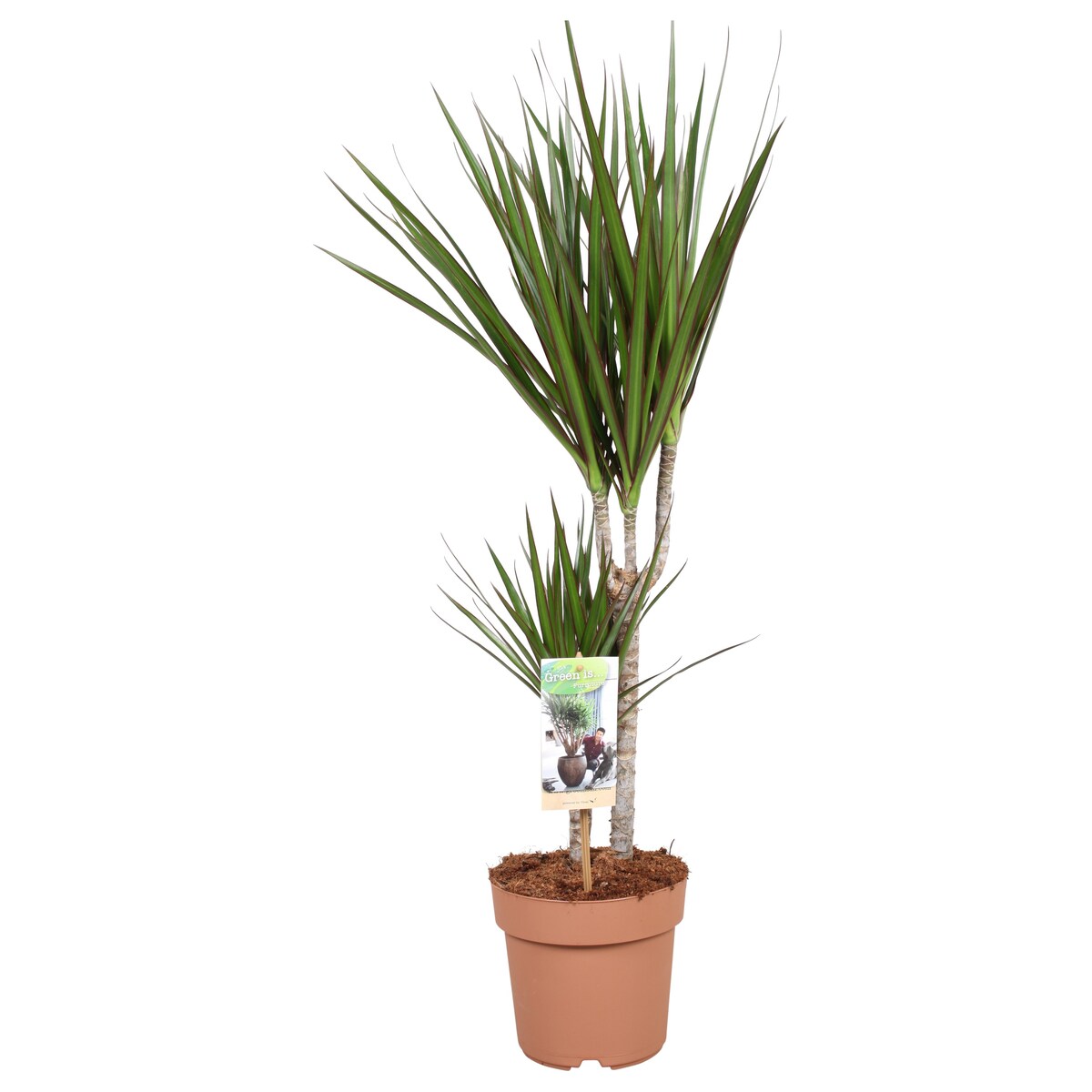 Dracaena marginata XXL | Doniczka Ø 17 cm | Wysokość ok. 75 cm