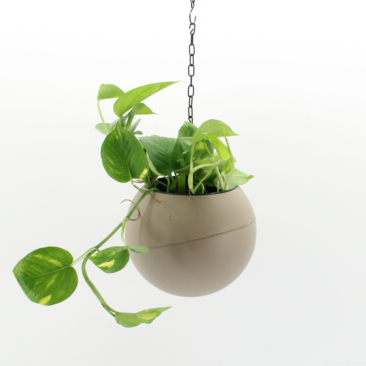 Roślina wisząca XXL - Epipremnum doniczka 25cm wysokość 35cm