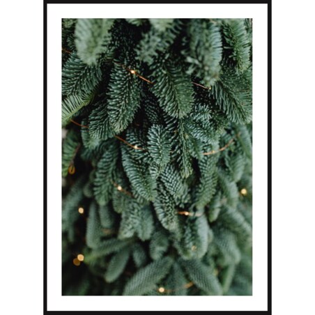Poster Story, Plakat, Obraz - Zielona Jodła, wymiary 21 x 30 cm