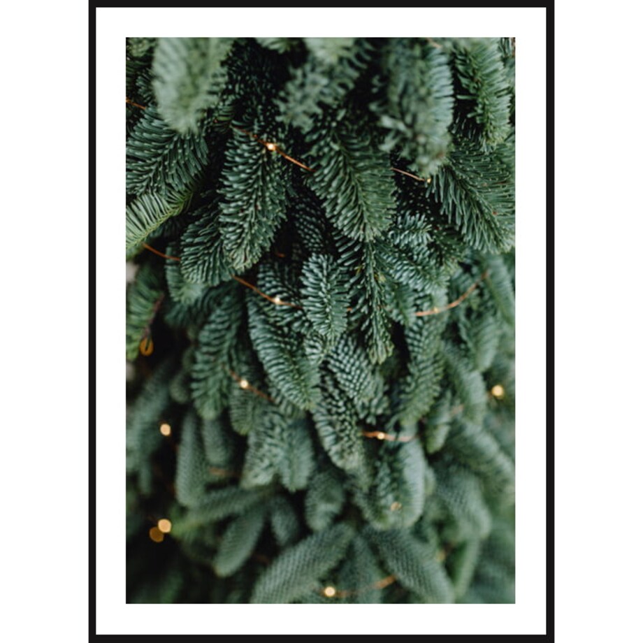 Poster Story, Plakat, Obraz - Zielona Jodła, wymiary 21 x 30 cm