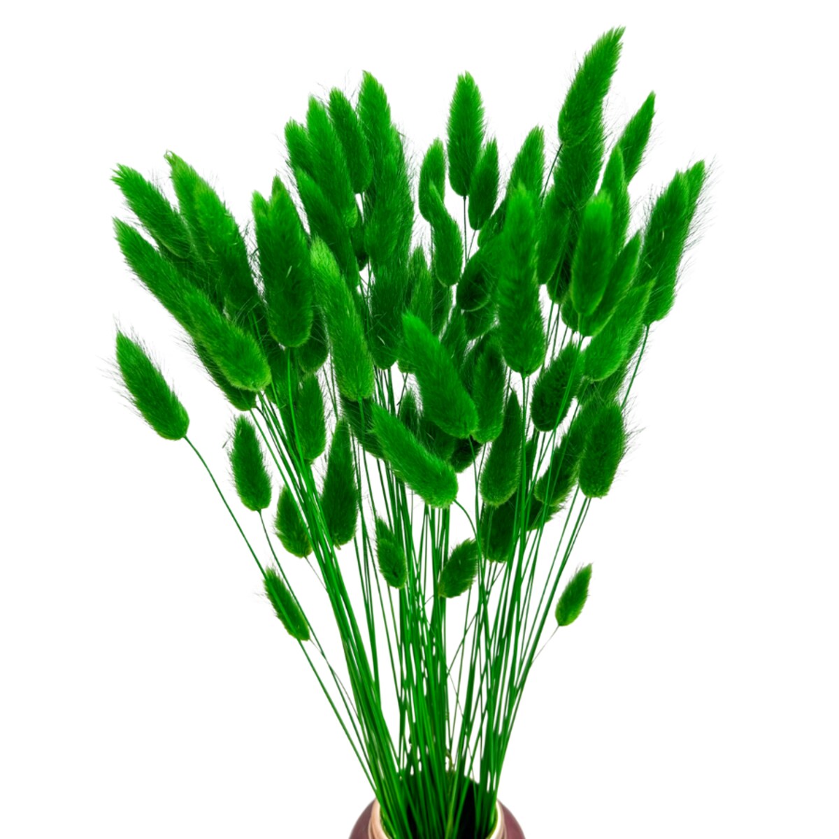 Lagurus ciemnozielony - trawa dekoracyjna