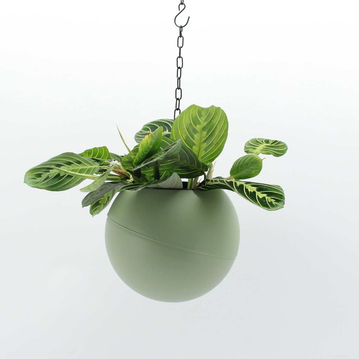 Wisząca roślina XXL Marantha -system nawadniający doniczka 20cm wysokość 25 cm