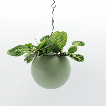 Wisząca roślina XXL Marantha -system nawadniający doniczka 20cm wysokość 25 cm