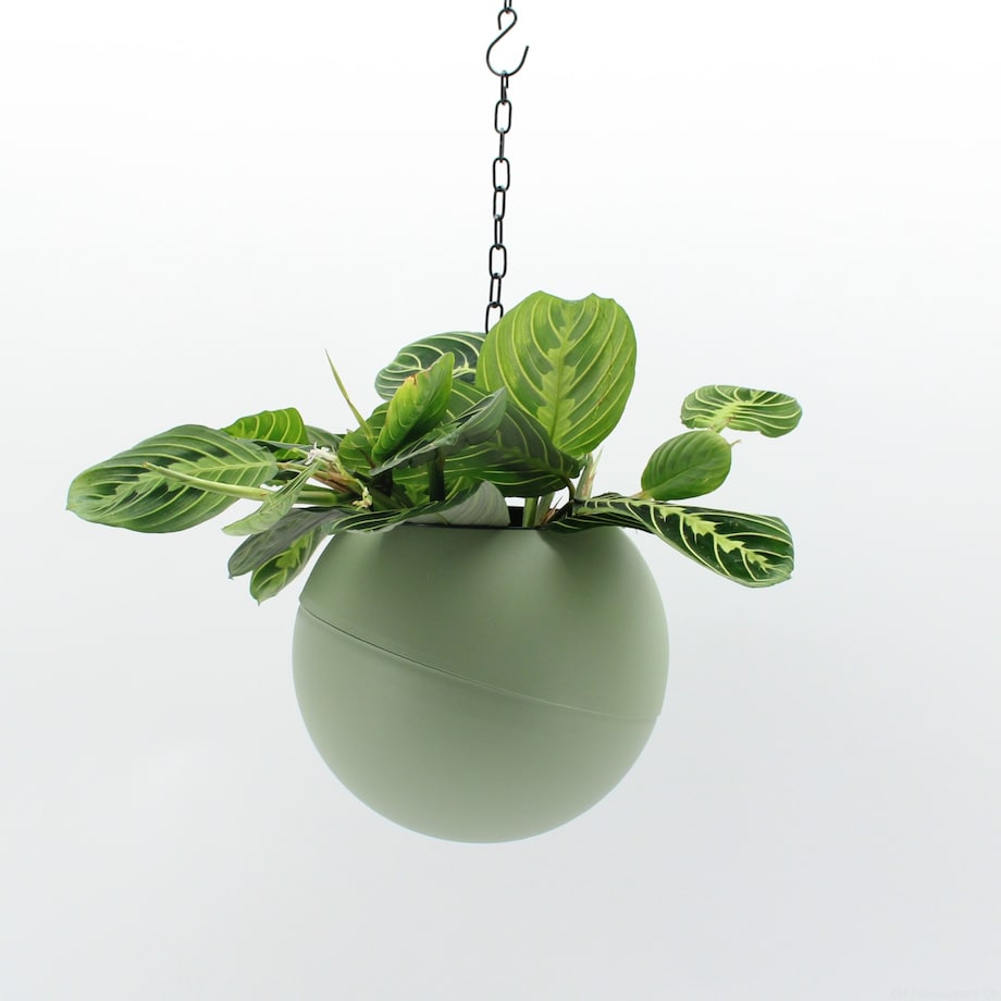 Wisząca roślina XXL Marantha -system nawadniający doniczka 20cm wysokość 25 cm