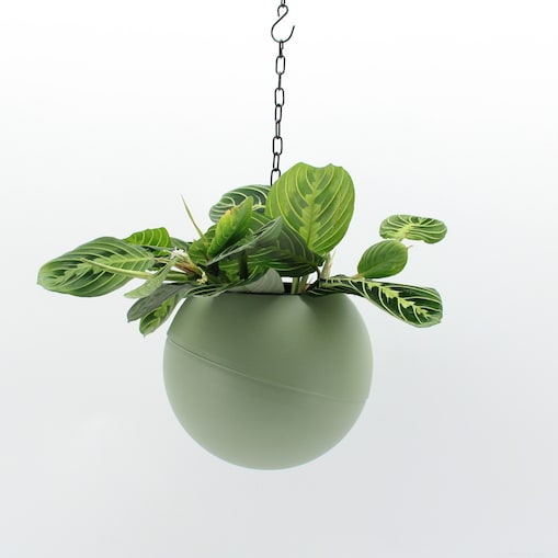 Wisząca roślina XXL Marantha -system nawadniający doniczka 20cm wysokość 25 cm