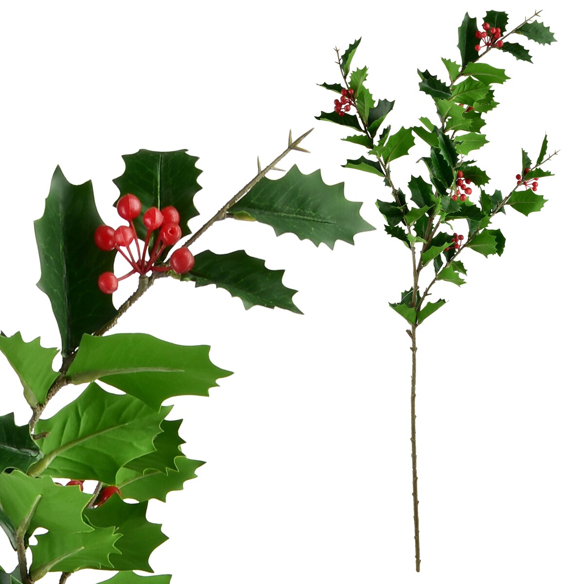 Gałązka Ostrokrzewu Viridis