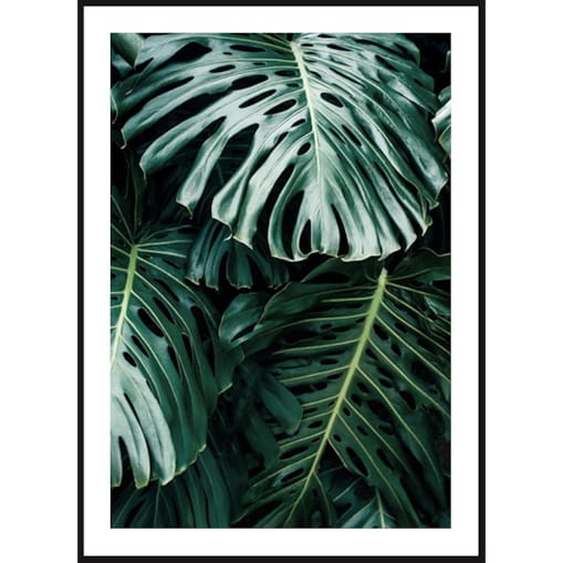 Poster Story, Plakat, Obraz - Liście Monstery na Czarnym Tle, wymiary 70 x 100 cm