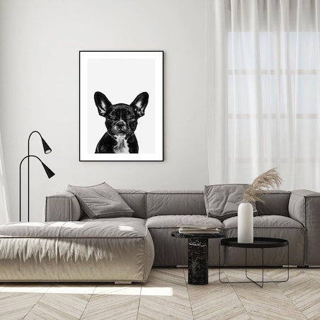 Poster Story, Plakat, Obraz - Czarny Buldog Francuski, wymiary 42 x 60 cm