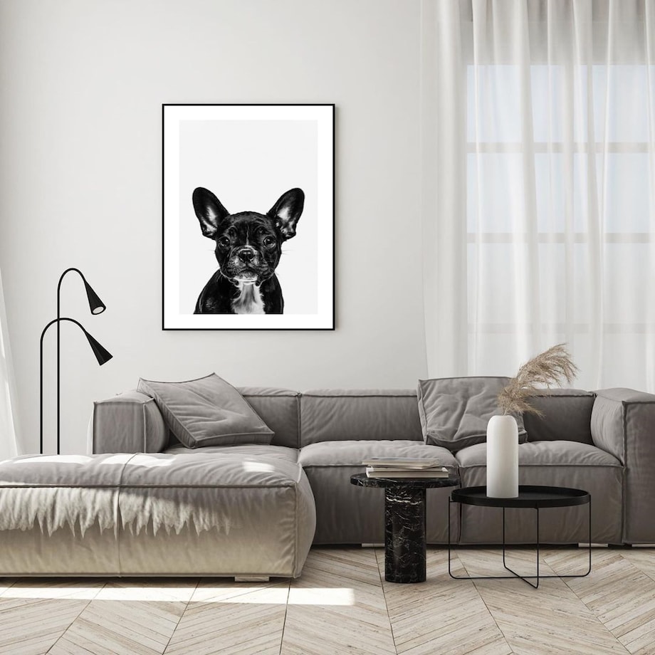 Poster Story, Plakat, Obraz - Czarny Buldog Francuski, wymiary 42 x 60 cm