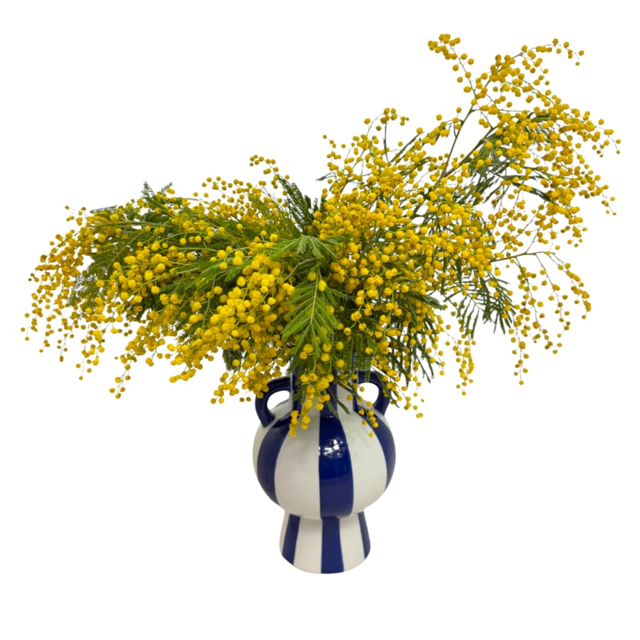 Suszona mimoza - suszone kwiaty - bukiet