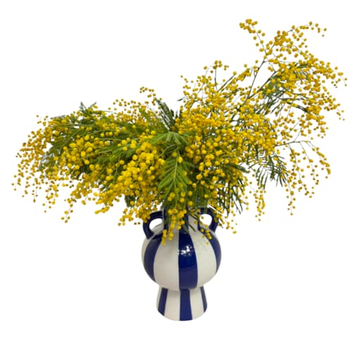 Suszona mimoza - suszone kwiaty - bukiet