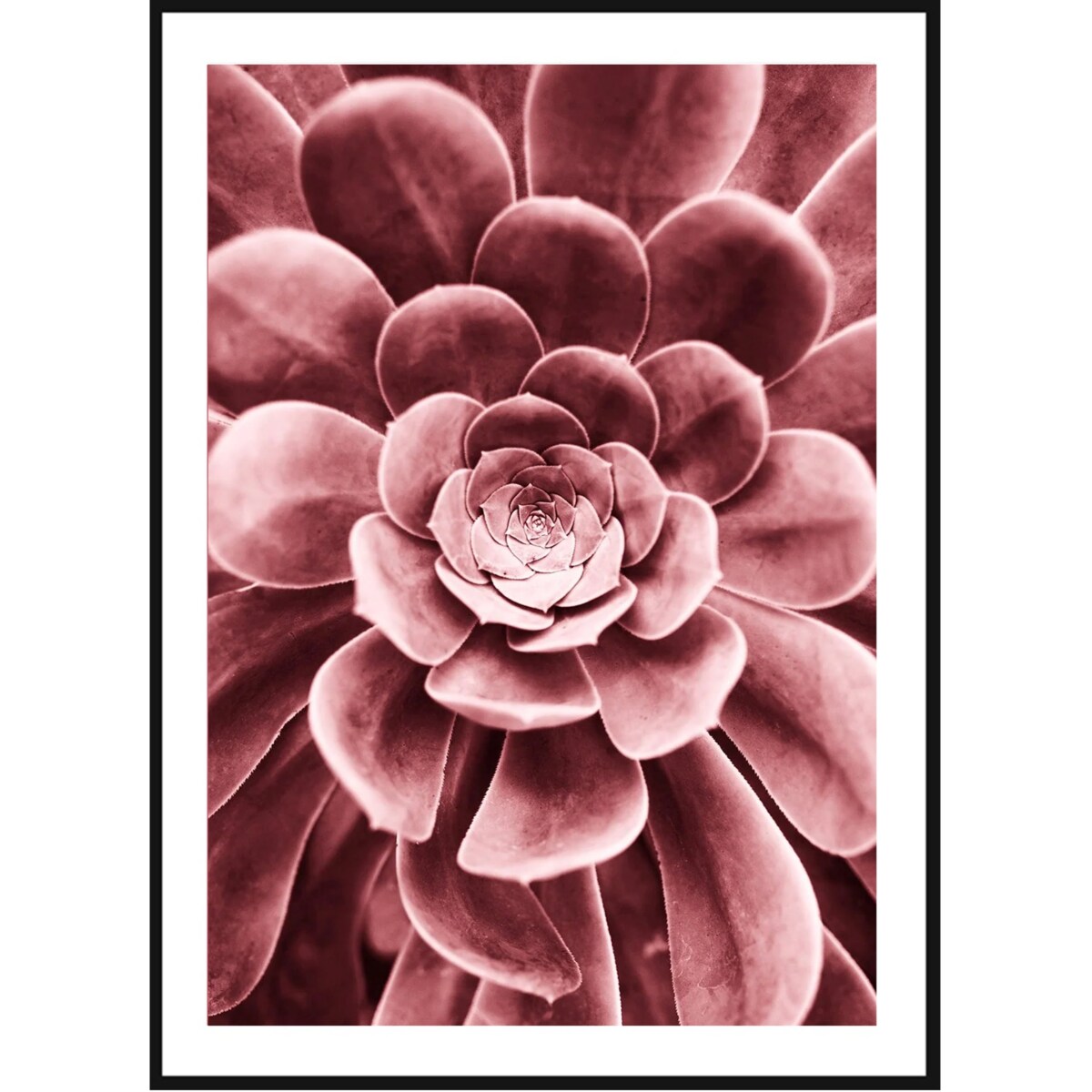 Poster Story, Plakat, Obraz - Różowy Sukulent, wymiary 70 x 100 cm