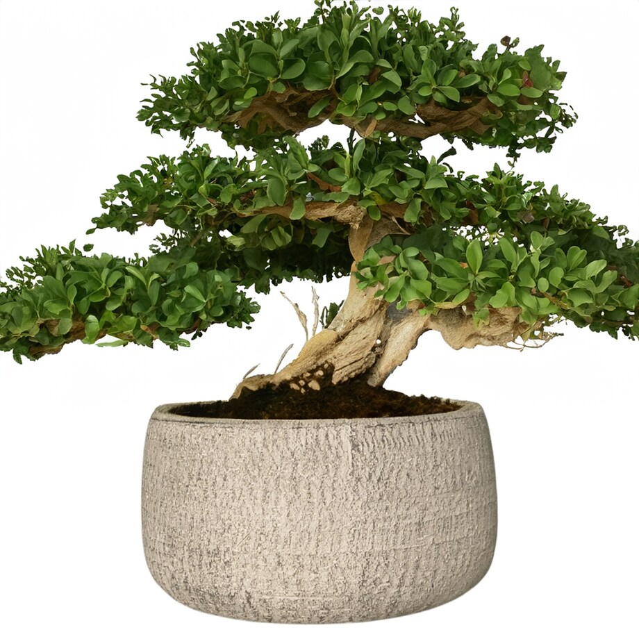 DONICZKA NA BONSAI PŁASKA NISKA DUŻA 24cm skandynawska okrągła na balkon