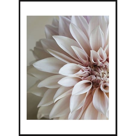 Poster Story, Plakat, Obraz - Kwiat Dalia No1, wymiary 50 x 70 cm