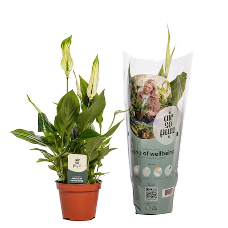 Spathiphyllum Chopin – Skrzydłokwiat – doniczka Ø 9 cm – wys. 30 cm