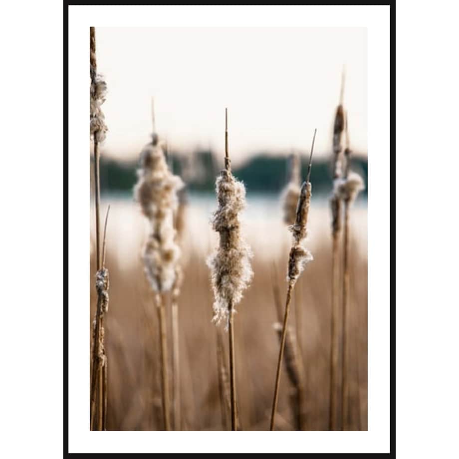 Poster Story, Plakat, Obraz - Trzcinnik, wymiary 60 x 84 cm
