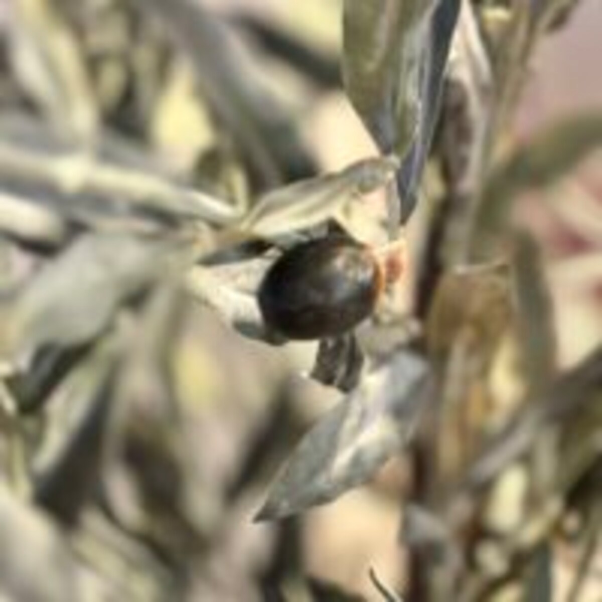 Oliwka 200cm na naturalnym pniu