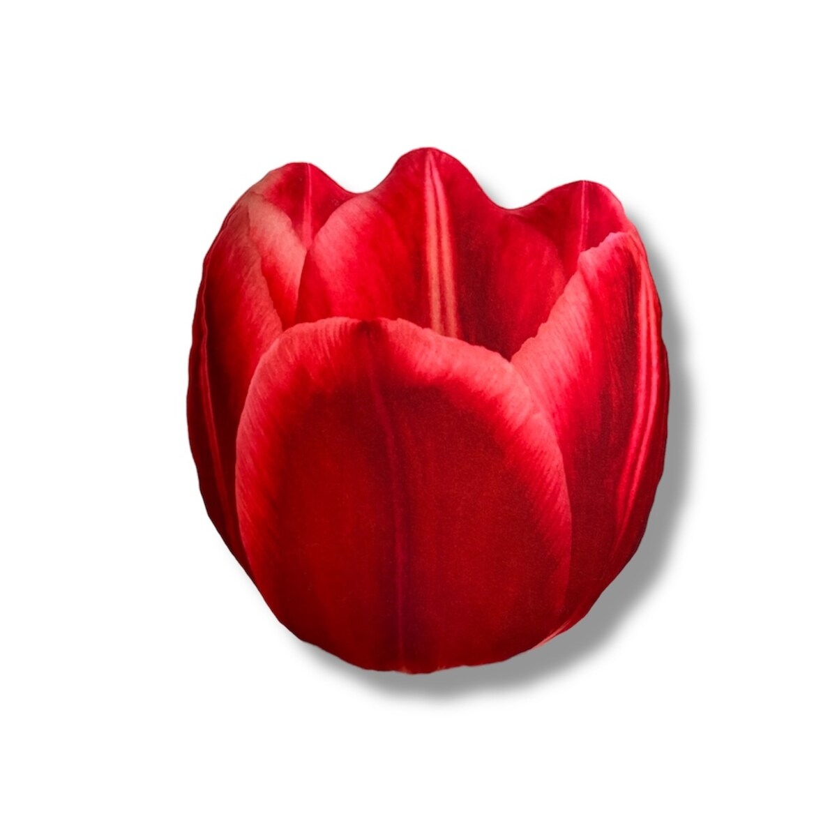 Poduszka kwiat Tulipan czerwony duży