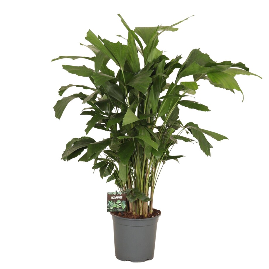 Caryota mitis–Palma rybia ogon XXL | Doniczka Ø 19 cm | Wysokość ok. 90 cm