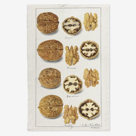 Lniany ręcznik kuchenny - orzechy włoskie