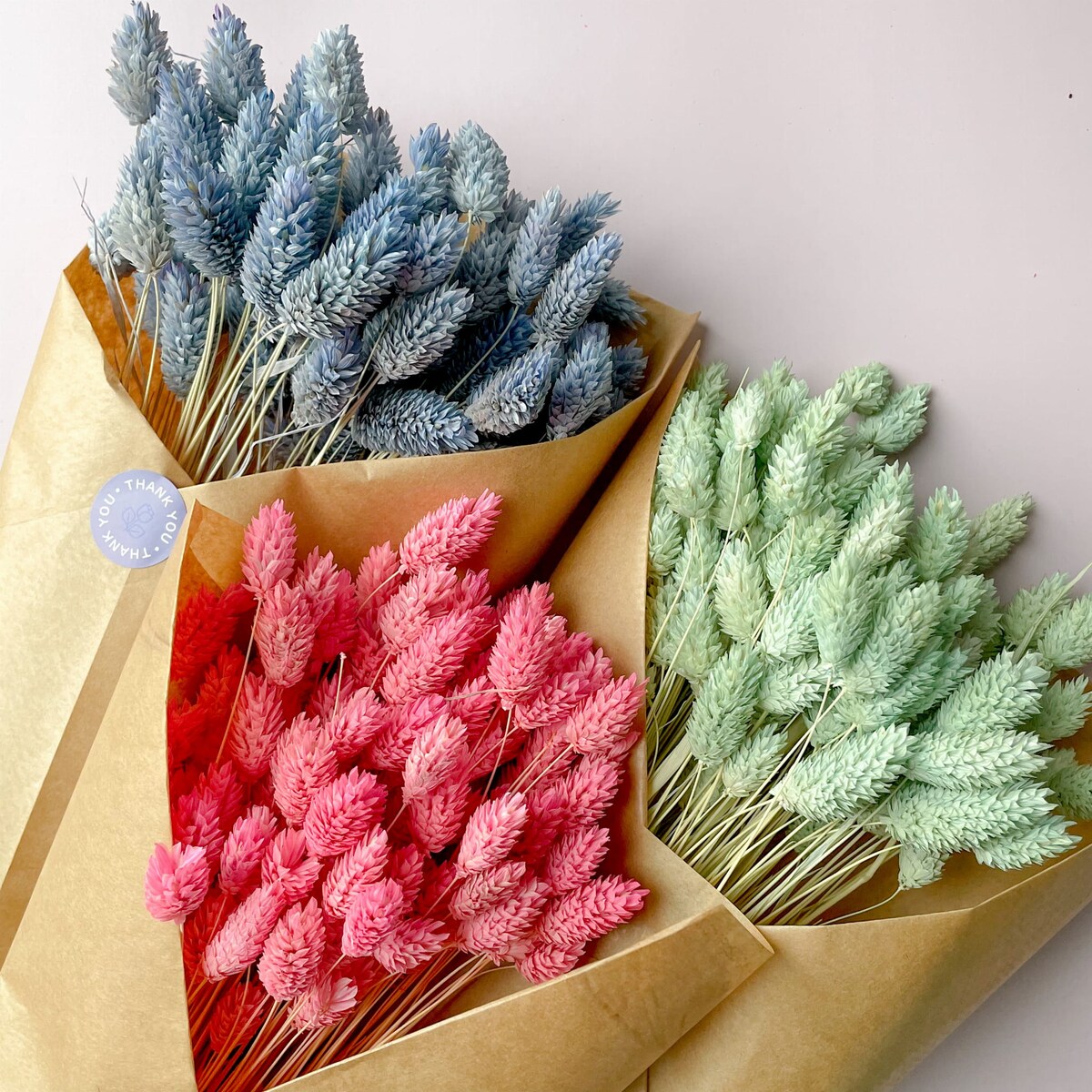 Suszony phalaris różowy