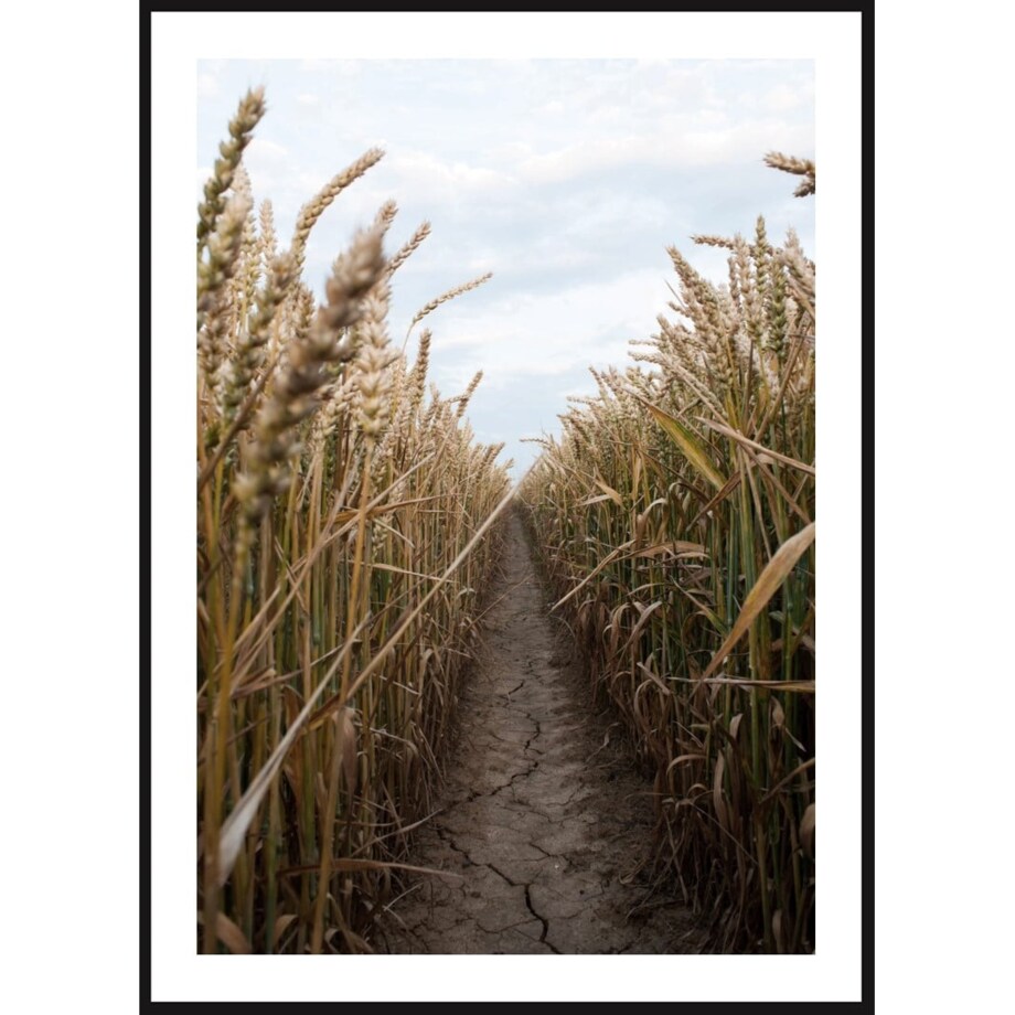 Poster Story, Plakat, Obraz - Droga przez Rozległe Pola Zbóż, wymiary 60 x 84 cm