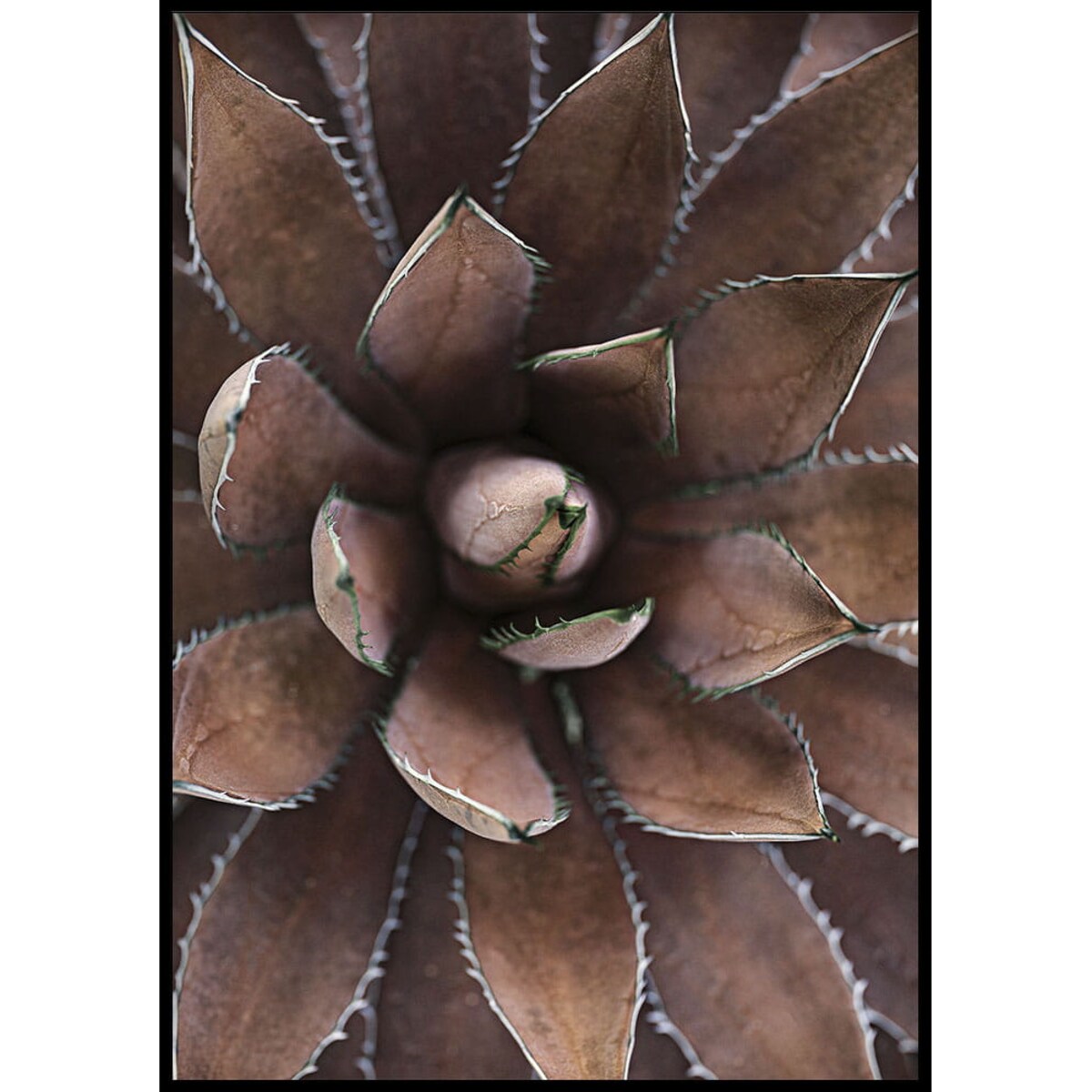 plakat brązowy aloes 30x40 cm