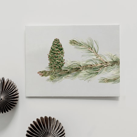 Plakat Gałązka Sosny z Szyszką 21x30cm