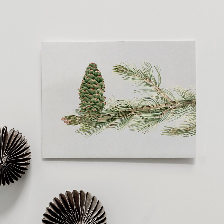 Plakat Gałązka Sosny z Szyszką 21x30cm