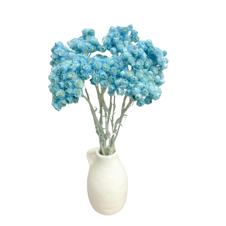 Kocanka piaskowa niebieska (Helichrysum) - suszone kwiaty