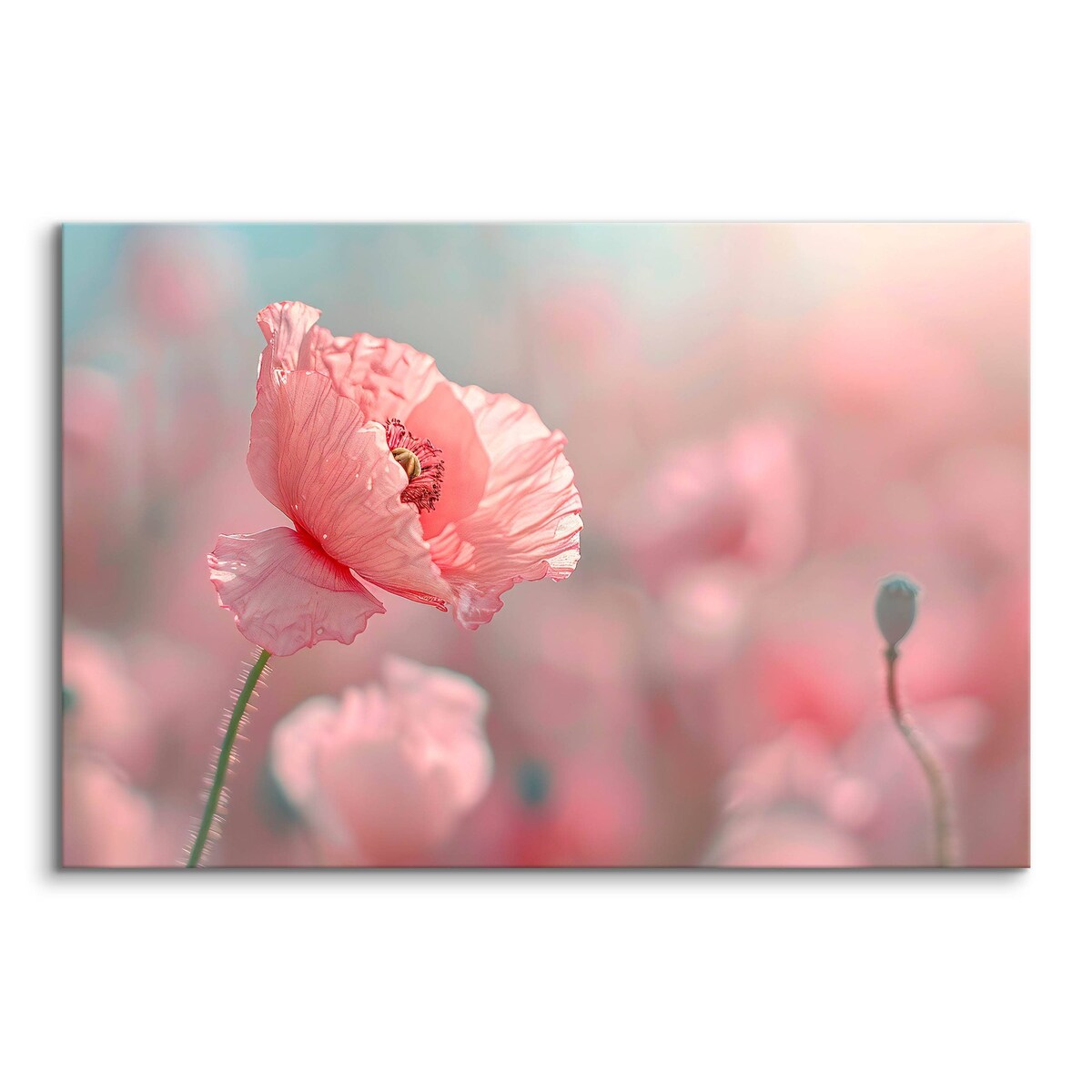 Obraz Do Jadalni Salonu Różowe Maki Polne Kwiaty Rośliny Łąka 70x50cm