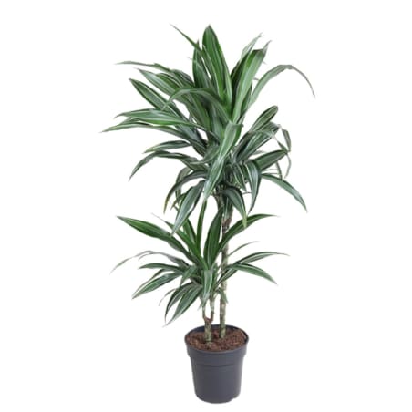 Dracaena Ulises – doniczka Ø 19 cm – wysokość 110 cm